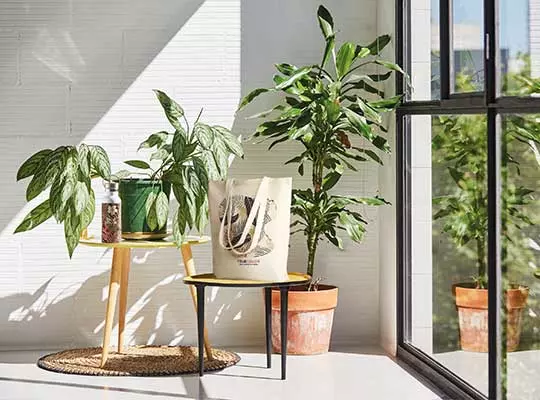 borse shopper personalizzate con immagine e logo multicolore inserite in un appartamento con grande vetrata e molte piante per angolo verde e rilassante