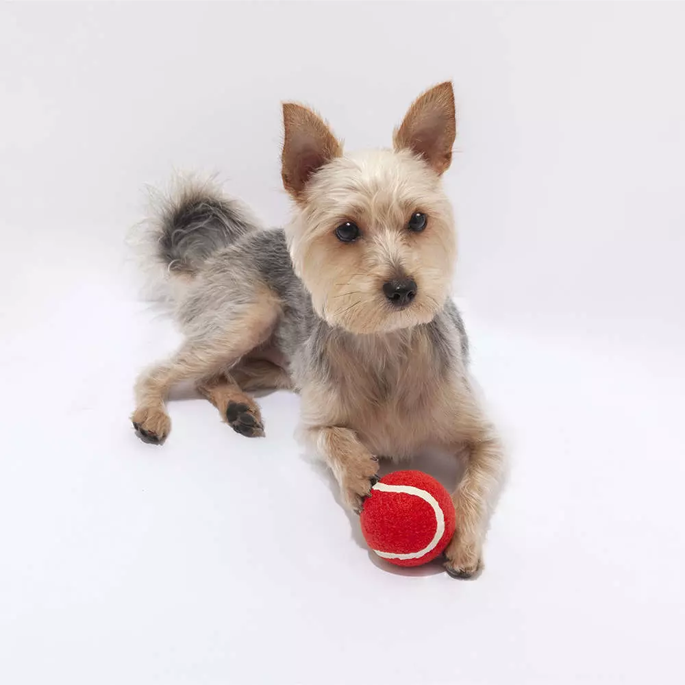 giochi per cani personalizzati pallina di colore rosso