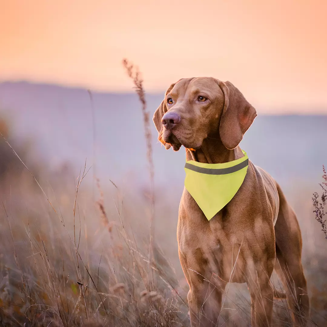 guinzaglio con bandana di colore fluo con fibbia nera