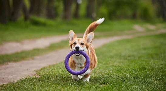 migliori gadget per cani